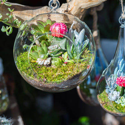 PATIKIL Round Globe Terrarium Air Plant Planter, 4.8 Inch High Borosilicate Glass Hanging Decorations for Succulent, Tillandsia, Clear