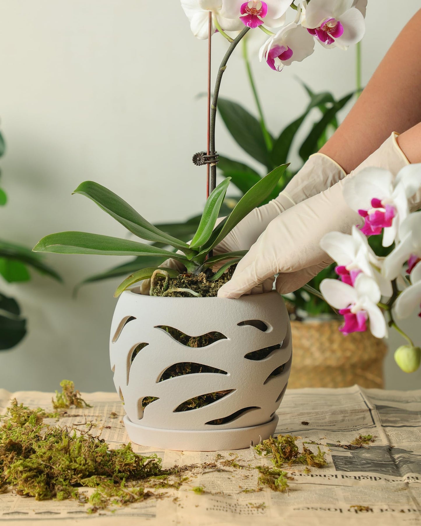 Fayoula Ceramic Orchid Pot with Holes & Saucers, 5.5 inch Plant pots for Indoor and Outdoor use, Wind-Worn Texture Cutout Promoting air Circulation and Drainage(Pots Only)