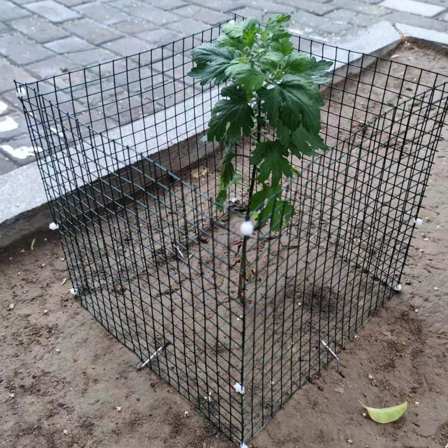 6 Pack Small Wire Plant Protectors, 24 Pieces Square Plant Protectors from Animals Mesh Plant Cage Chicken Wire Cover for Protect Plants, Garden,Shrubs and Vegetables from Animals(12x12 in)