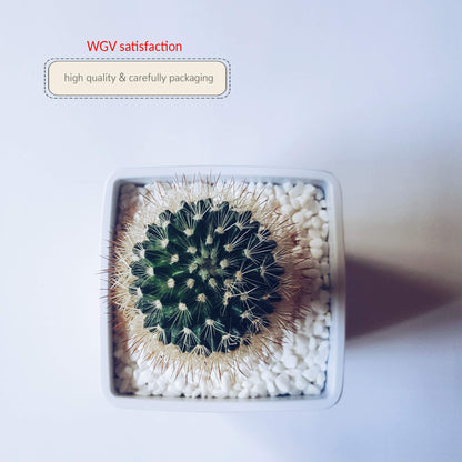 WGVI WGV Ceramic Cube Vase Width 4" Height 4" (Fits 3" Pot) Elegant Modern Block Square Floral Planter Terrarium Container Table Dresser for Event Accent Home Office Decor White 1 Piece (Pack of 4)