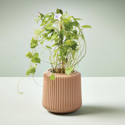 Modern Sprout Flower Grow Kit - Ceramic Planter with Indoor Hydroponics Growing System Kit Ideal for Living Room Decor - Unique Gardening Gifts - Morning Glory Self Watering Flower Planting Kit