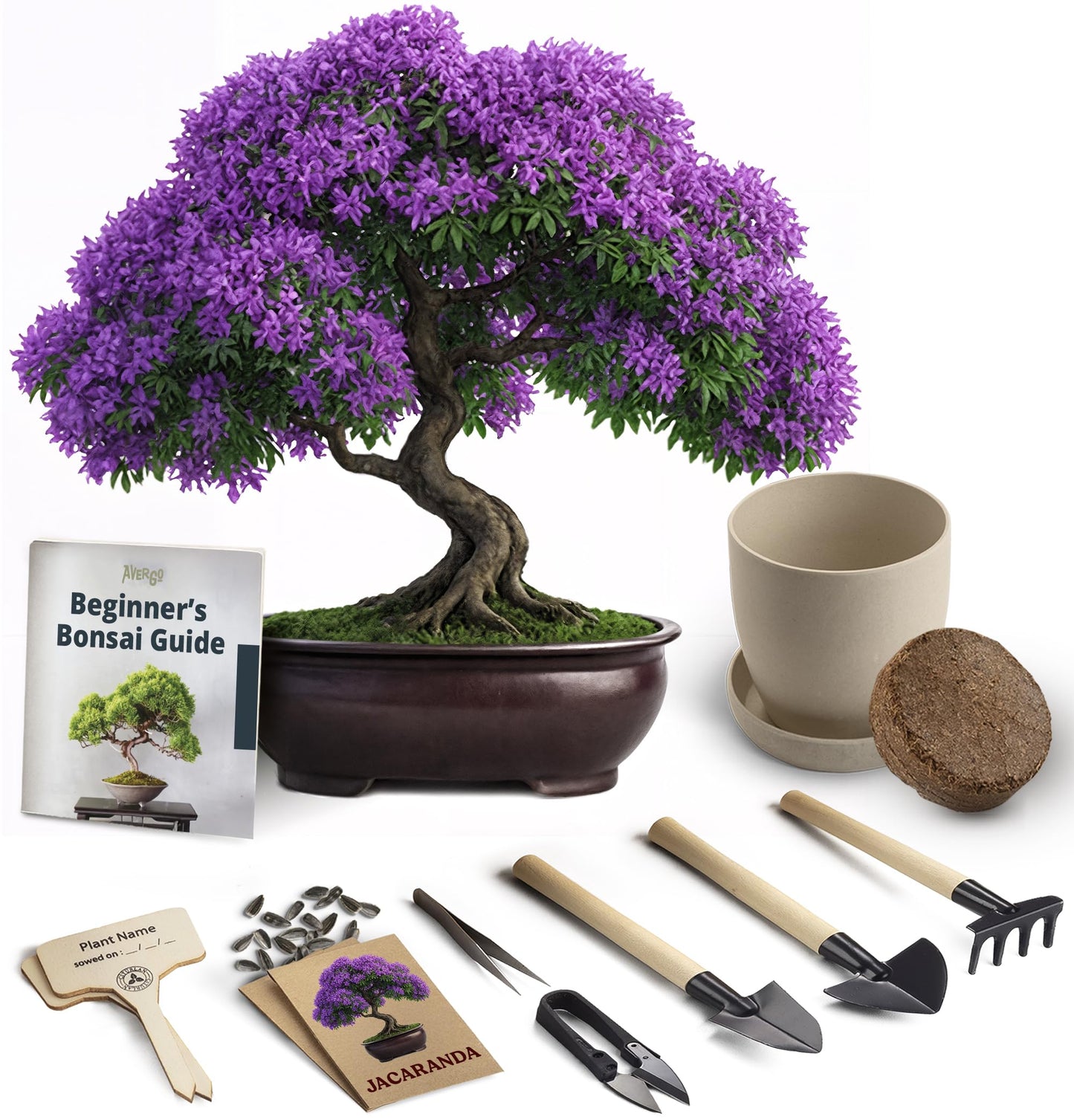 Avergo Bonsai Starter Kit – Growing Jacaranda Bonzai Tree | Complete Indoor Tree Kit for Growing Plants with Tools & Planter – Gardening Gifts for Mother, Women & Men