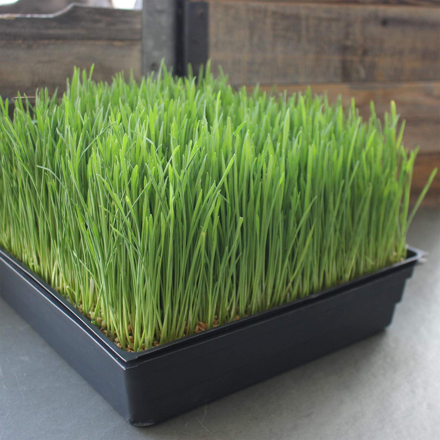 10-Pack 1020 Garden Growing Trays with Drain Holes - 10" x 20" Plastic Plant Trays with Holes - Wheatgrass Sprouting Tray, Microgreens Seed Tray, Hydroponic Trays, Nursery Flats, & Greenhouse Supplies