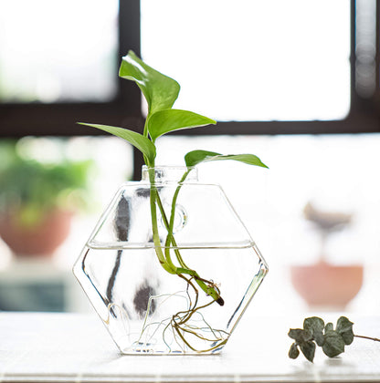 Kingbuy Hexagon Wall Planter Set - 3 Pack Glass Propagation Terrarium Vases with Hanging Mounts for Indoor Plants, Air Plants & Hydroponic Stations Home Office Decor, Plant Lover Gifts (Medium)