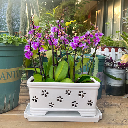 Orchid Pot with Holes and Saucer - 12*6.3*5.3Inch Ceramic Large Pot Basin for Refilling - Indoor and Outdoor Use - Air Circulation