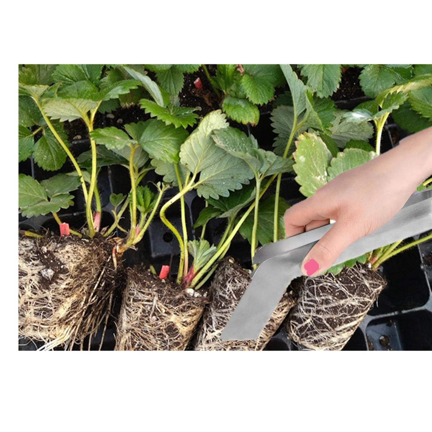alblinsy 2 Pcs Seedling Transplanting Tongs, 6.7/8.7 inch Stainless Steel Gardening Remove Seedling Starters, Seedling Remove Pliers for Reducing Root Damage