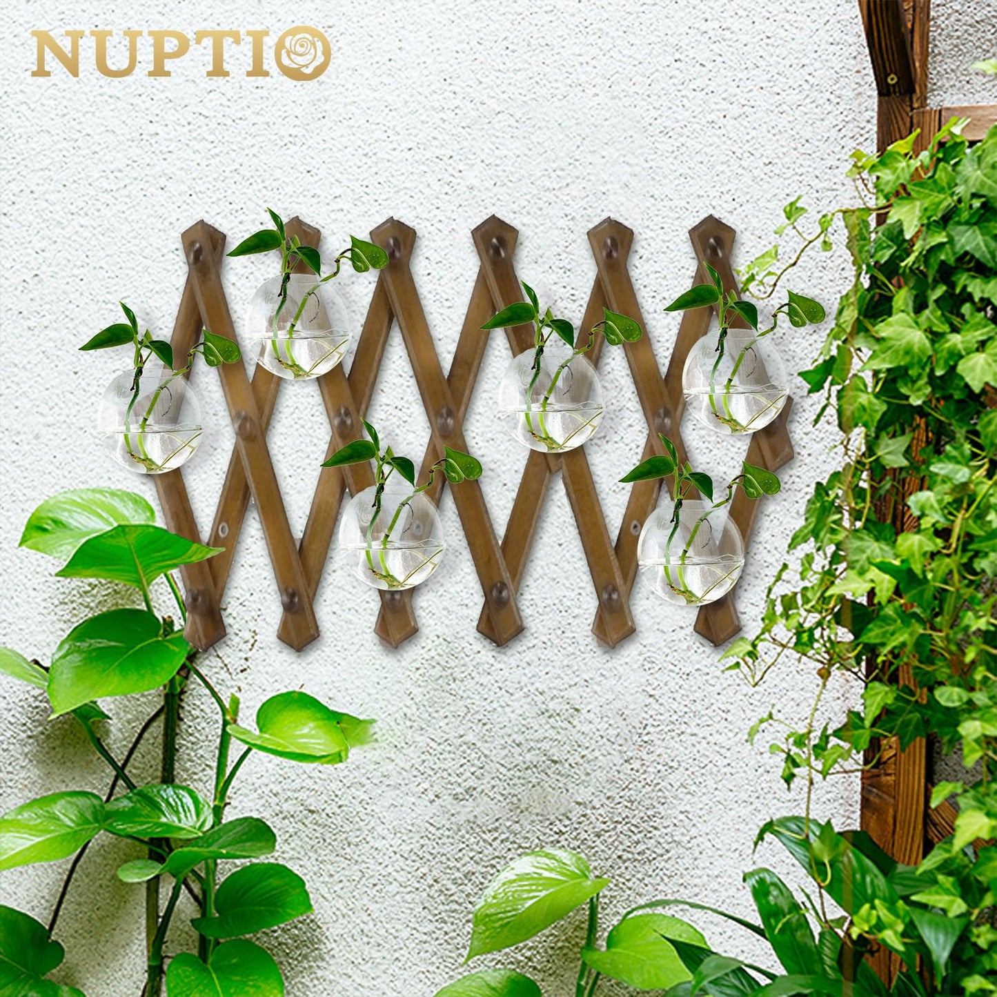 NUPTIO Wall Hanging Planter Terrarium: 4 Inch Glass Air Plant Holder 6PCS Propagation Indoor Floral Vase Flat Round Hydroponic Container Wall-Mounted Floating Pots for Bathroom Balcony Greenhouse