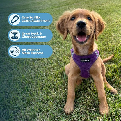 Best Pet Supplies Voyager Step-in Air All Weather Mesh Harness and Reflective Dog 5ft Leash Combo with Neoprene Handle, for Small, Medium and Large Breed Puppies - Set (Purple), XXX-Small