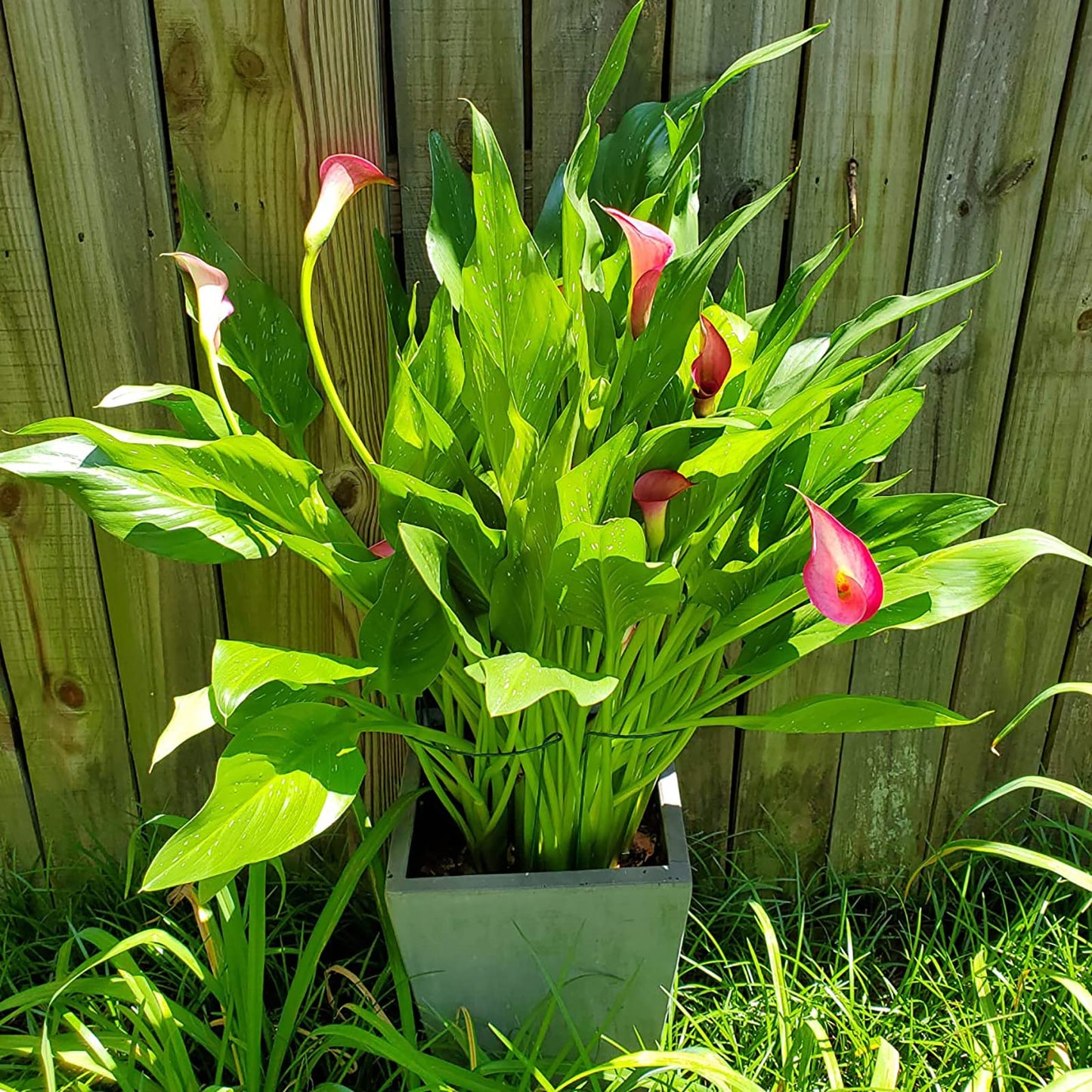 Plant Support Stakes, 10 Pack Metal Peony Cages and Support, Plant Stakes for Indoor Outdoor Plants, Plant Support Ring for Flowers(10" W x 15.8" H)