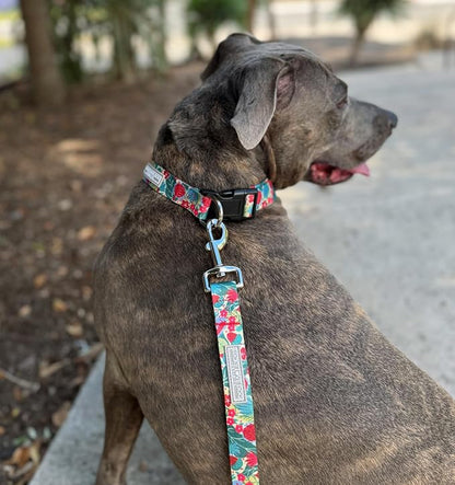 Lucky Love Dog - Adjustable Dog Collar with Easy Click Buckle for Small Ones, Durable, & Comfortable for Male & Female Dogs, Pet Collar for Puppies & Adult Dogs - Ginny, XS