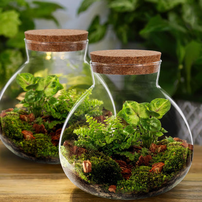 SEWACC Glass Terrarium Jar with Cork Lid, 6 Inch Round DIY Microlandscape Bottle for Plant Terrarium Decor and Airtight Storage, Home Office Kitchen Use