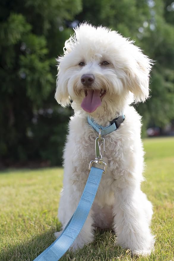 Country Brook Petz - Everyday Nylon Dog Collar and Leash - 10+ Cool Colors (3/8 Inch, Extra Small, Ocean Blue)
