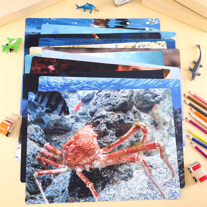 Motiskyy 12 Pcs Diversity Posters for Classroom Preschool Educational Learning Real Pictures for Daycare Home Multicultural Awareness(Ocean Animals)