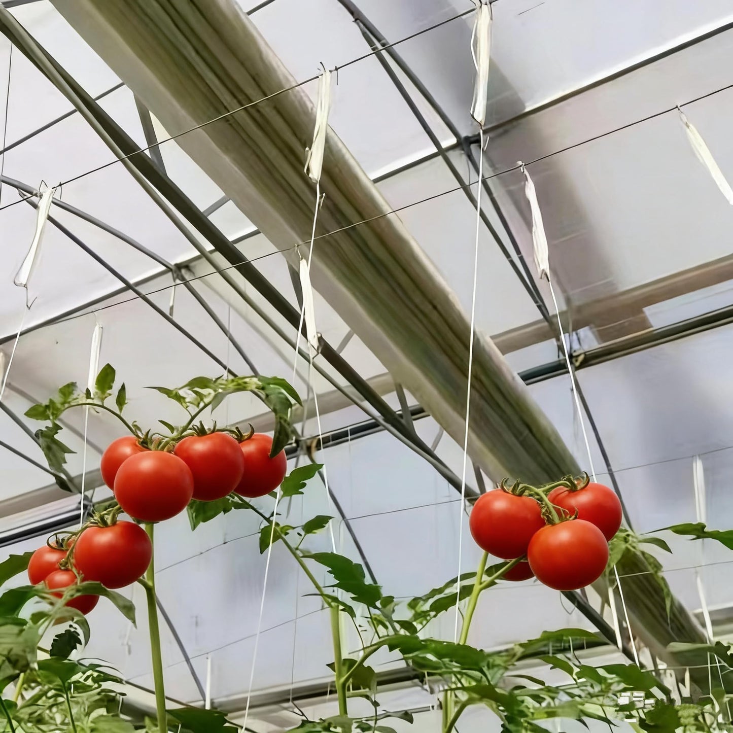 60pcs Tomato Hooks with String, Tomatoes Holder Hooks with 32.8ft Twine & Plant Support Clips, Vegetable Support J-Hook Clips Climbing Vine Crop Trellis Hooks for Vegetable Plant Fruit Flower (White)