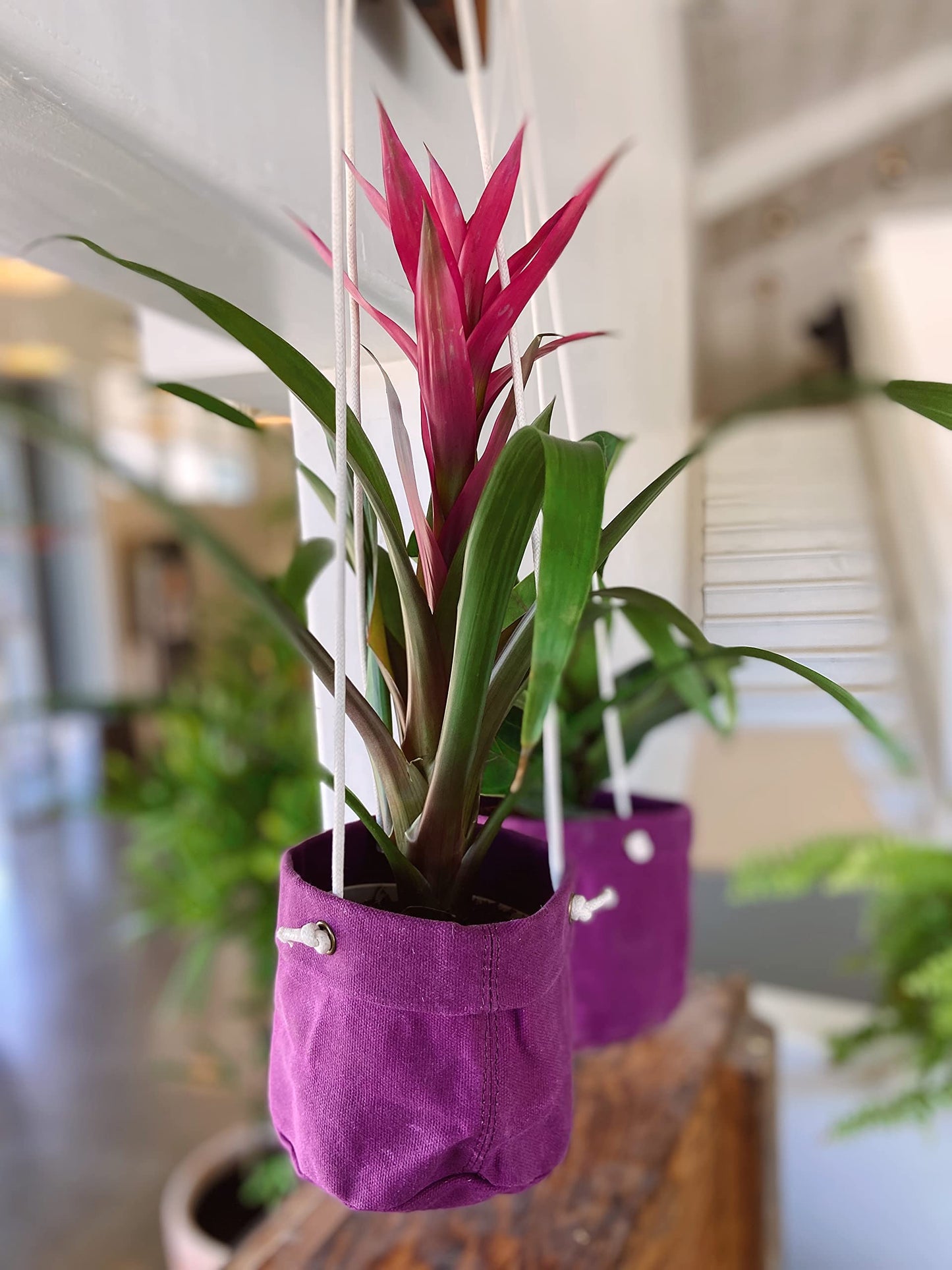 Caldo Two Plant Hangers - Perfect for Indoor or Outdoor Decoration (Purple)