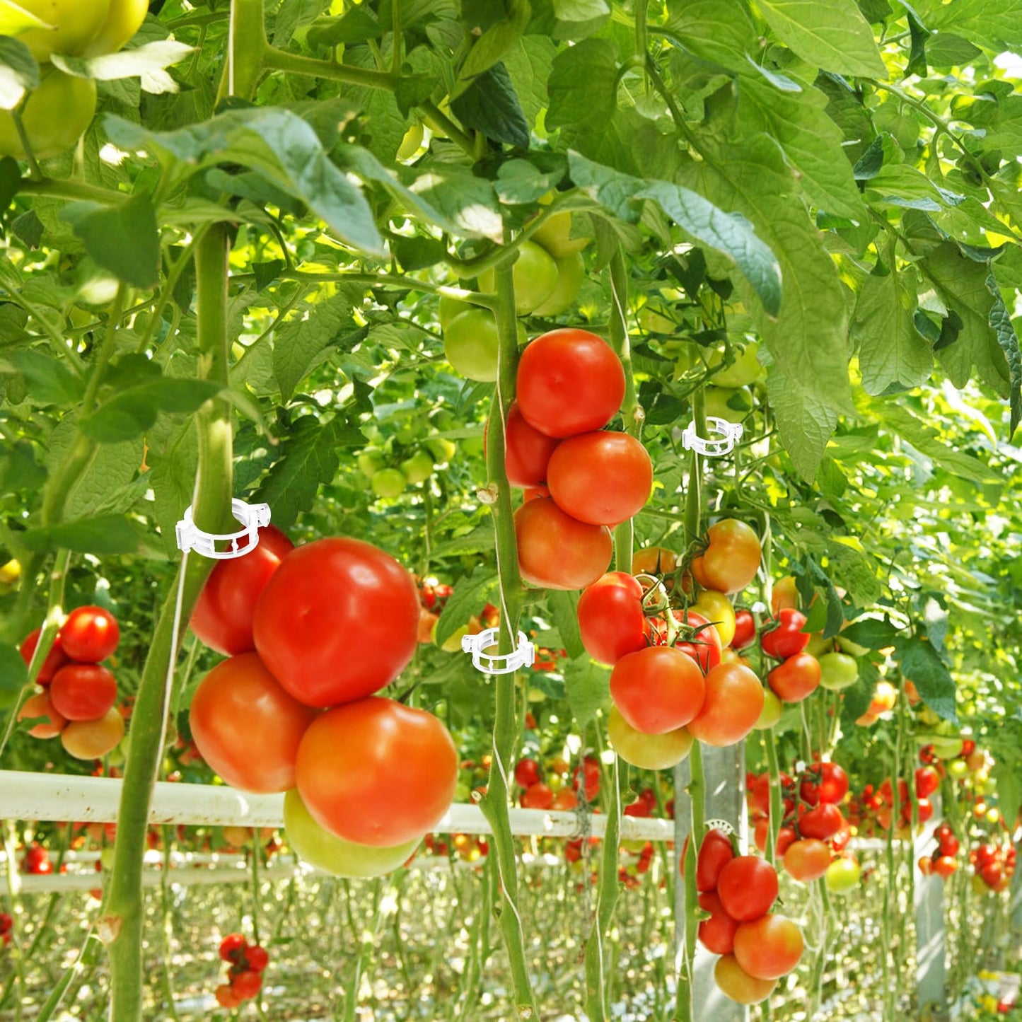 OJYUDD 130 Pcs Tomato Hooks with String,Tomato Holder Hooks with 32.8ft Twine & Plant Support Clips,Climbing Plants Support Hooks for Vegetable Plant Fruit Flower