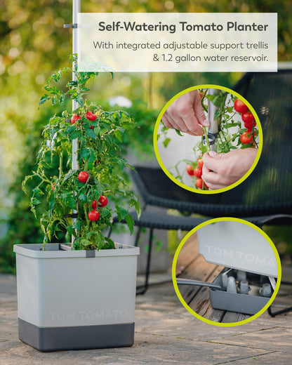 BUZZY Seeds Self-Watering Vertical Tomato Planter with Trellis – 1.2 Gal Reservoir, Large Capacity Planter for Tomatoes & Climbing Plants (Grey)