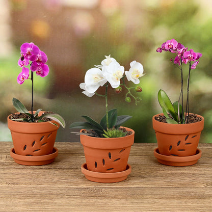 JUXYES 6 Pack Small Terracotta Orchid Pots with Holes and Saucers, Clay Orchid Planter Pots for Repotting, Plant Flower Pots for Orchid Indoor and Outdoor Promotes Air Circulation, 4 Inches