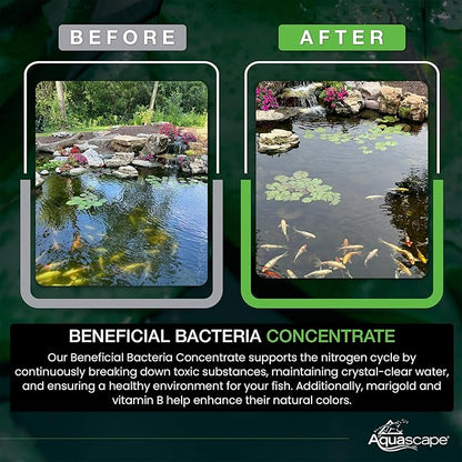 Aquascape 98950 Beneficial Bacteria Water Treatment Dry - 3.2 kg/7 lbs for Pond Water Feature Waterfall | Provides Clean, Clear and Healthy Water Conditions and Reduces Pond Maintenance