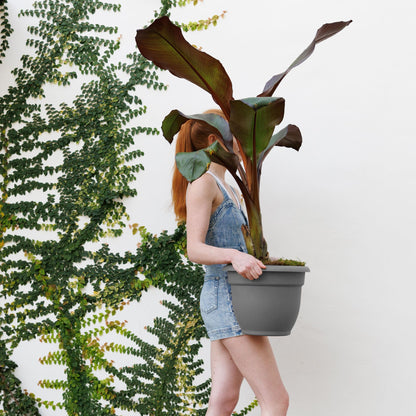 Bloem Ariana 12" Self-Watering Plastic Planter - Rolled Rim Indoor/Outdoor Garden Pot, Charcoal, 2-Pack