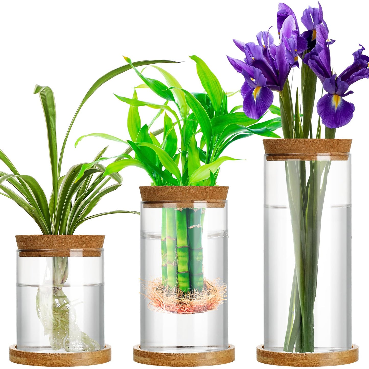 Maxcheck 3 Pcs 3 Sizes Plant Propagation Station Separated Glass Plant Terrarium Water Hydroponic Planter Holder with Lid and Wooden Stand Propagation Vase Pot for Home Indoor Office(Various Sizes)
