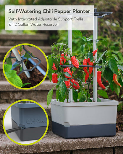 BUZZY Seeds Charly Chili Self-Watering Planter with Vertical Trellis – 1.2 Gal Reservoir, Large Capacity Planter for Chili Peppers, Bell Peppers & Eggplants (Grey)