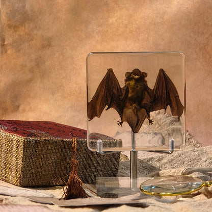 Taxidermy Bat, Real Bat Specimens Animal Specimen in Resin with Acrylic Base Display Stand for Science Classroom Science Education.Gothic Gift for Fans of Taxidermy, Animal Skull, Oddities, Biology
