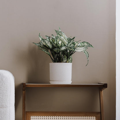 Chubacoo 5.8 Inch Plant Pot: Ceramic Planter with Drainage Hole & Saucer for Indoor Outdoor Plants - Flowerpot with Bonded Tray for Home Office - Beaded Embossed Style, Cream White