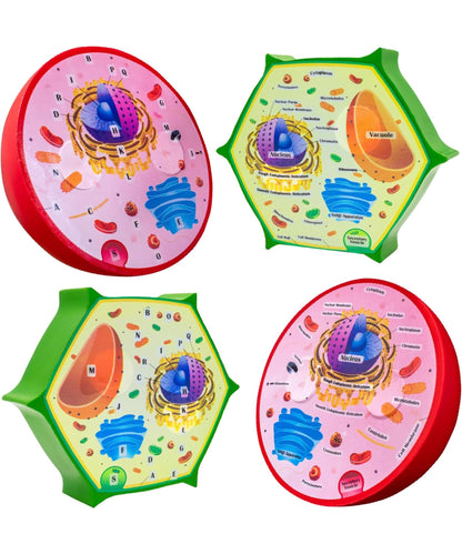 Merhoff & Larkin Animal & Plant Cell Cross Sectional Foam Models Bundle | Great for Classroom Learning, Teaching & STEM Kits | Clearly Labeled Organelles | Useful for Biology, Anatomy & Scie