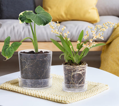 Phoenix Vine 3.5 Inch 4.5 Inch Clear Acrylic Houseplants Planter Pot with Tray, Orchid Pot with Drainage Holes, Deep Saucer for Bottom Watering, Transparent Containers for Indoor Plants, Herbs, 91-B-V