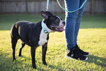 Country Brook Petz - Everyday Nylon Dog Collar and Leash - 10+ Cool Colors (1 Inch, Extra Large, Light Cyan)
