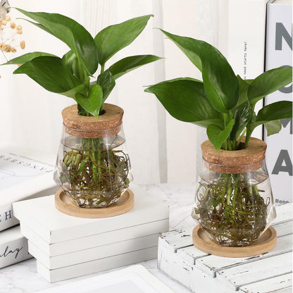 Baderke 12 Packs Propagation Vases for Plants Plastic Plant Propagation with Hole Lid and Bamboo Stand Growing in Water Hydroponic Home Office Desktop Vase Decoration (Cup Style)