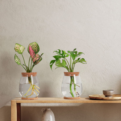 onepeng 2 Pcs Propagation Vases, Tabletop Plant Terrarium for Propagating Hydroponic, Glass Terrarium Vase Jars, Home Kitchen Decorations and Gifts for Plant Lovers