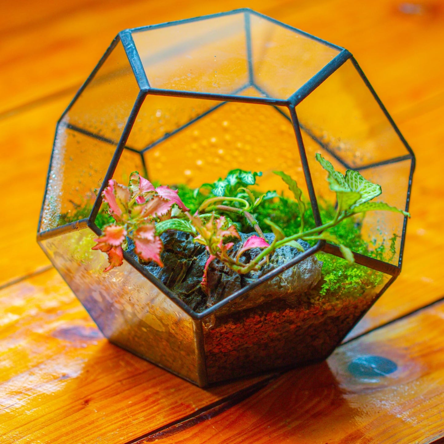 NCYP Small No Door Terrarium Planter - 6.8" x 6.8" x 5.9" Open Geometric Glass Terrarium Pot for Mini Succulents, Small Cactus - Home Tabletop Miniature Decor, Black (No Plants)