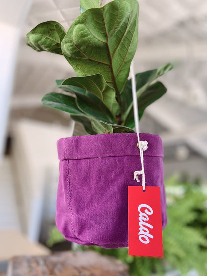 Caldo Two Plant Hangers - Perfect for Indoor or Outdoor Decoration (Purple)