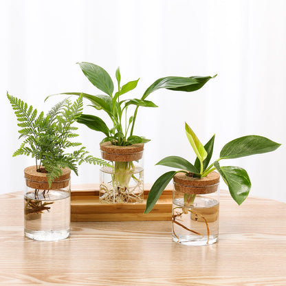 onepeng 3Pcs Propagation Stations, Plant Terrarium with Lid and Wooden Stand,Desktop Glass Planter Hydroponics Vase,Home Office Living Room Decor Gifts