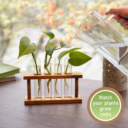 D'Eco Glass Plant Propagation Station (Set of 4 Tubes w Wooden Display) - Grow Hydroponics & Watch Them Grow Roots - Tabletop Vases for Spring Home & Office Decor for Plant Lovers
