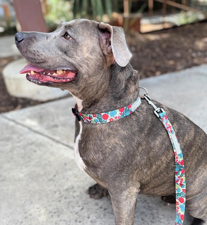 Lucky Love Dog - Easy Click Buckle Dog Collar with Leash Set Combo, Durable & Comfortable for Male & Female Dogs, Pet Collar for Small Dogs, Secure Fit - Ginny Combo, Small