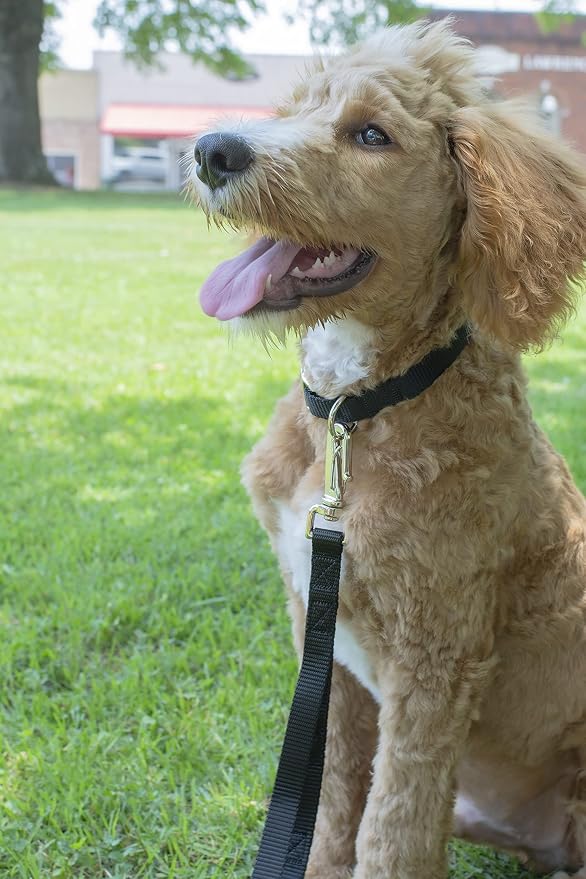 Country Brook Petz - Everyday Nylon Dog Collar and Leash - 10+ Cool Colors (3/4 Inch, Small, Black)