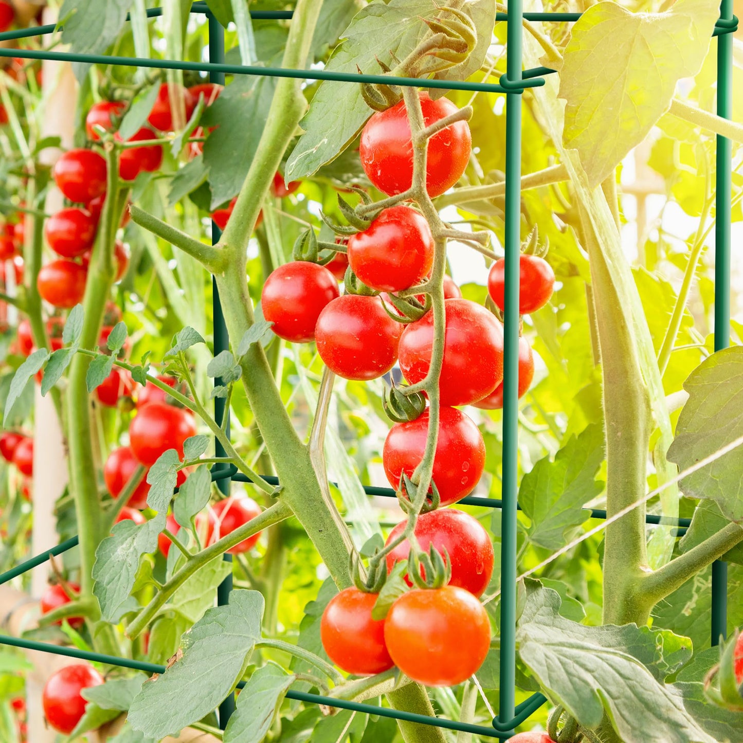 Thealyn Tomato Cages 6 Packs 46 Inches (H) Plant Stand with 164 Feet Twist Ties, Heavy Duty Garden Plants Support for Tomatoes, Cucumber, and Other Climbing Plants (Green)