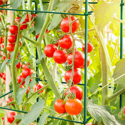 Thealyn Tomato Cages 6 Packs 46 Inches (H) Plant Stand with 164 Feet Twist Ties, Heavy Duty Garden Plants Support for Tomatoes, Cucumber, and Other Climbing Plants (Green)