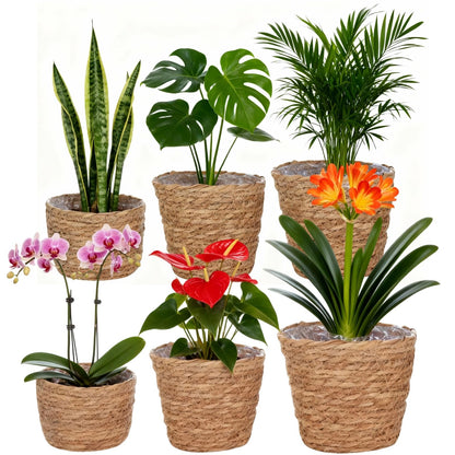 6 Pcs Plant Baskets Indoor with Plastic Liners, Wicker Hand Woven Plant Baskets, Flower Pots Storage Containers in 3 Sizes, Decorative Planters for Home, Balcony, Office