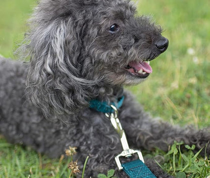 Country Brook Petz - Everyday Nylon Dog Collar and Leash - 10+ Cool Colors (3/8 Inch, Extra Small, Teal)