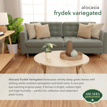 Arcadia Garden Products Live Frydek Variegated Alocasia Rare Indoor Houseplant in Plastic Pot, Tropical Plant Collector Gift for Home and Garden Decor, 4-inch, Beige