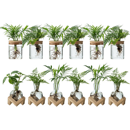 JGKYLDZ Plant Propagation Station, 2 Style Glass Planter Terrarium Set for Hydroponic Plants | Home Office Tabletop Decor, Gardening Gifts for Women, Mom, Plant Lovers (12)
