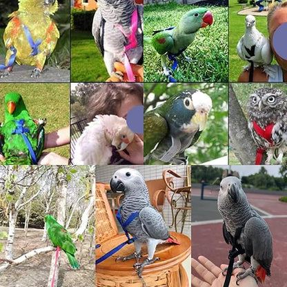 2 pcs Pet Parrot Bird Harness and Leash, Adjustable Training Design Anti-Bite, Outdoor Flying Training Rope Kit for Bird Parrots Fits Birds Chest Between46-76cm /18.11-29.92inch - XL (Green)