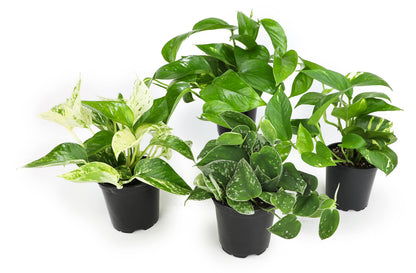 Altman Plants Live Succulents (20 Pack) & Live Pothos Plants (4PK) Indoor House Plants
