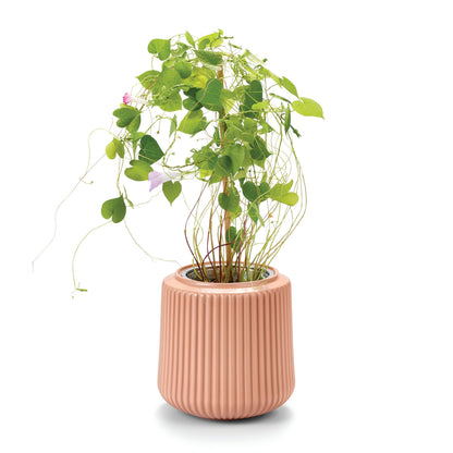 Modern Sprout Flower Grow Kit - Ceramic Planter with Indoor Hydroponics Growing System Kit Ideal for Living Room Decor - Unique Gardening Gifts - Morning Glory Self Watering Flower Planting Kit