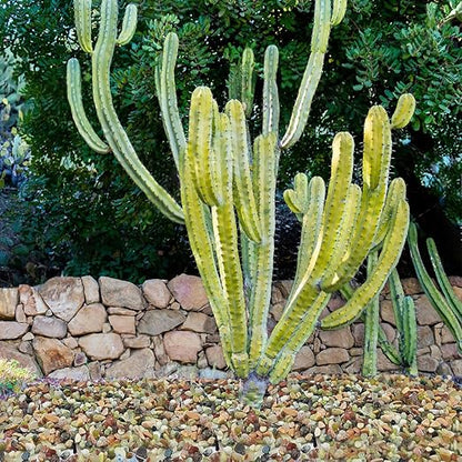 YISZM 2LB Succulent and Cactus Colorful Pebbles, 3/8 Inch Pebbles for Indoor Plants, Natural Decorative Polished River Rocks for Vases, Planters and Outdoor Gardening