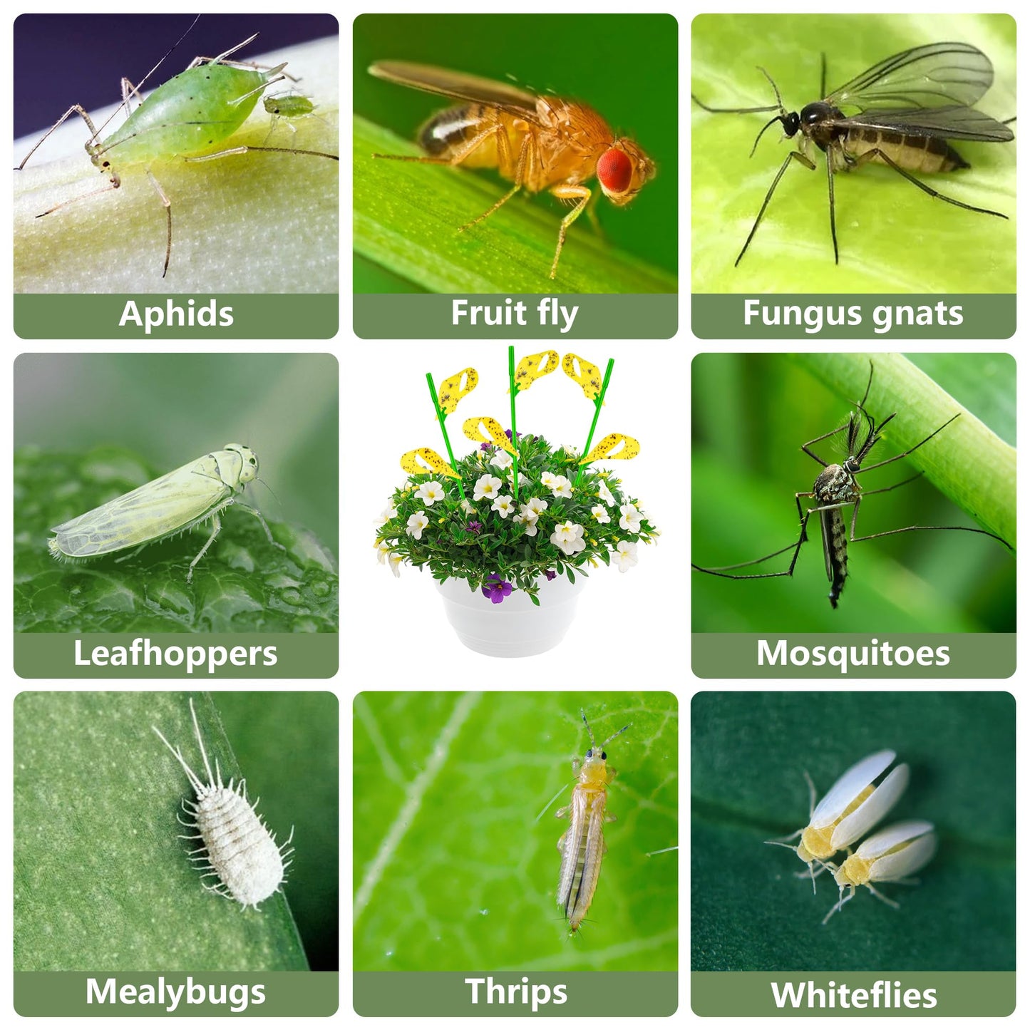 60PCS Yellow Sticky Traps for Plant Gnats Fungus Gnat Traps for House Indoor Fruit Fly Traps for Indoor/Outdoor Catcher for Whiteflies Mosquitoes Thrips Aphids... Stake Holders Included Dual-Sided